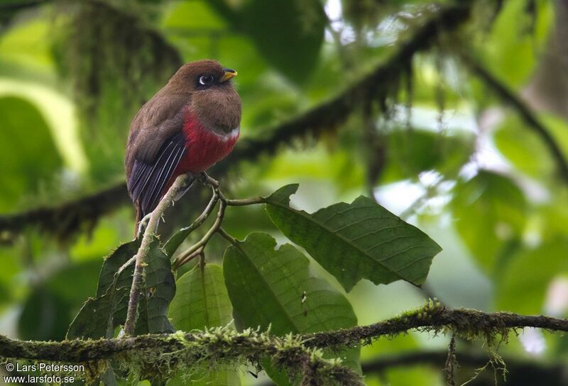 Trogon rosalba