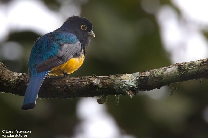 Trogon violacé