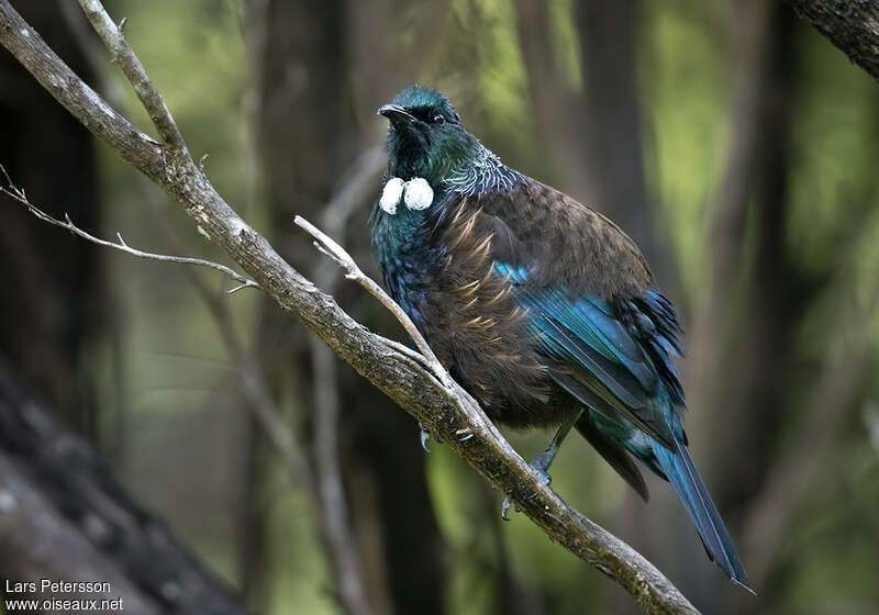 Tui cravate-friséeadulte, identification