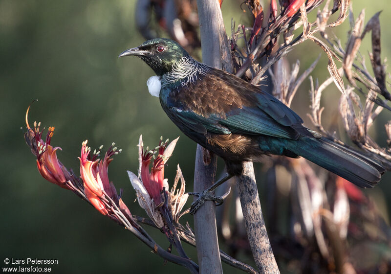 Tui