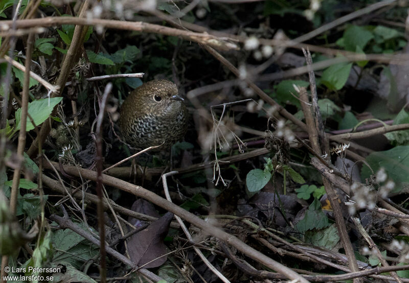 Scaly-breasted Cupwing