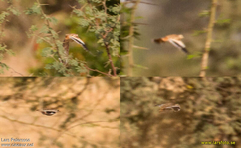 Quail-plover, pigmentation, Flight