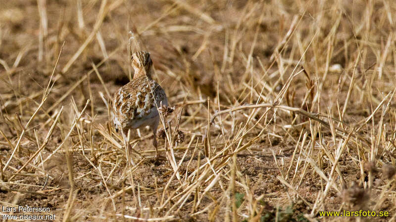 Quail-plover, identification