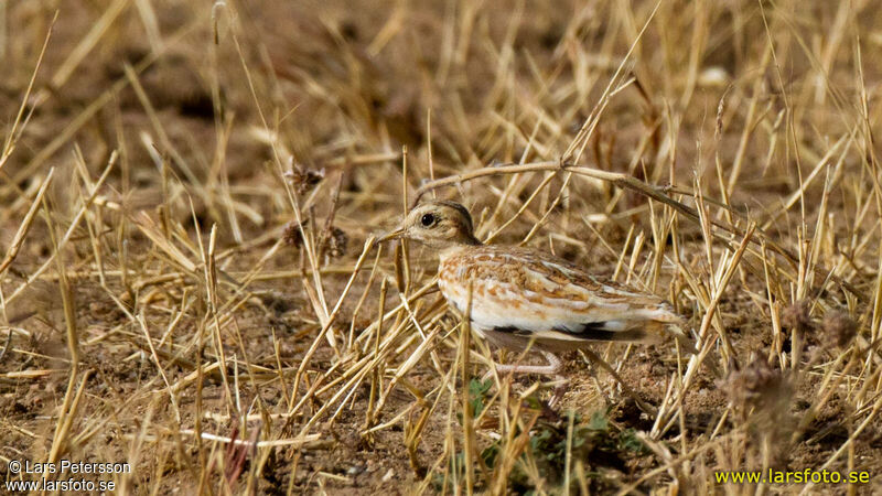 Quail-plover