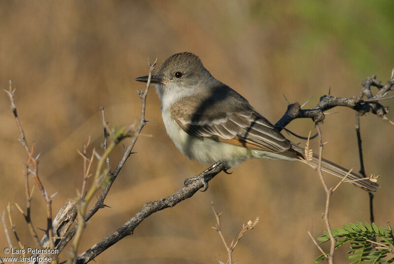 Ash-throated Flycatcher