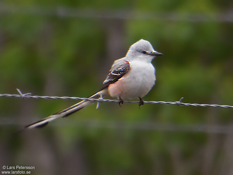 Scissor-tailed Flycatcher