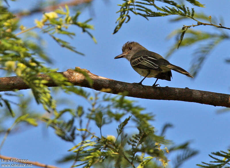 Apical Flycatcheradult