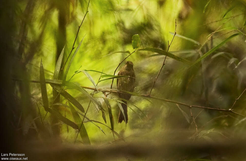Dusky-tailed Flatbill