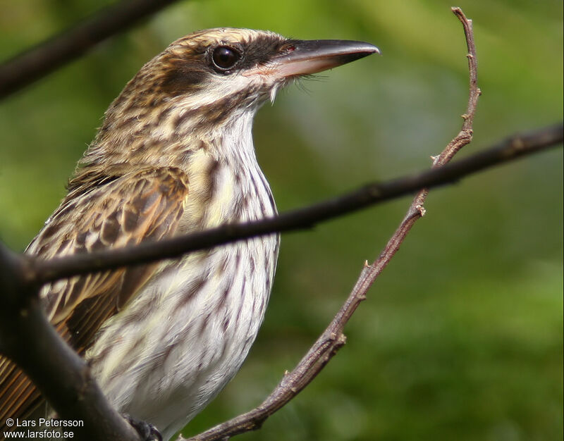 Streaked Flycatcher