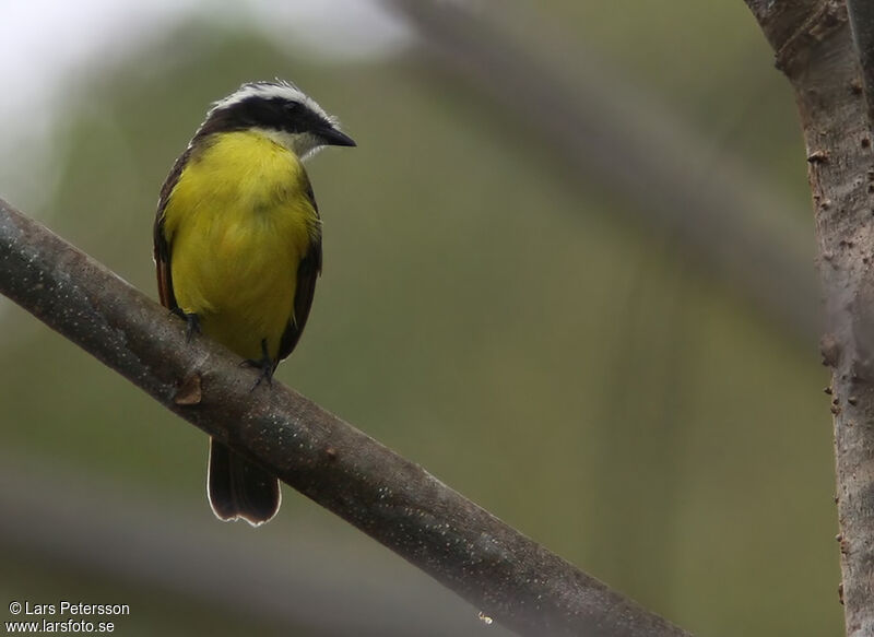 Rusty-margined Flycatcher