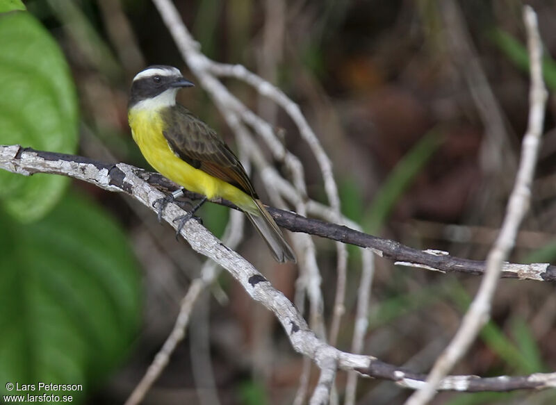 Rusty-margined Flycatcher