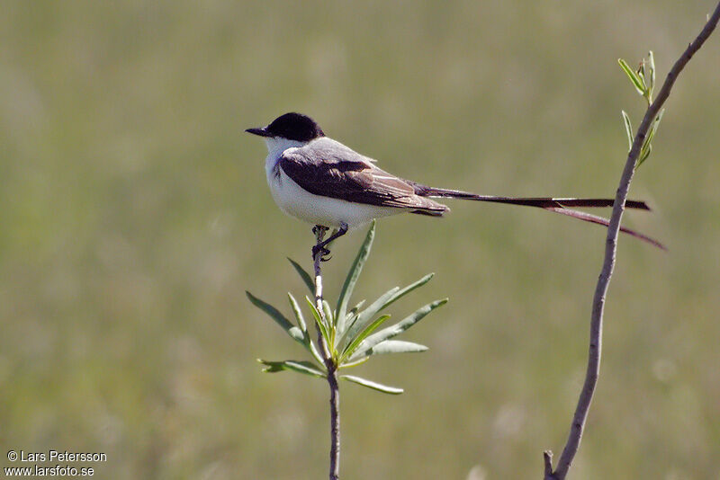 Fork-tailed Flycatcher