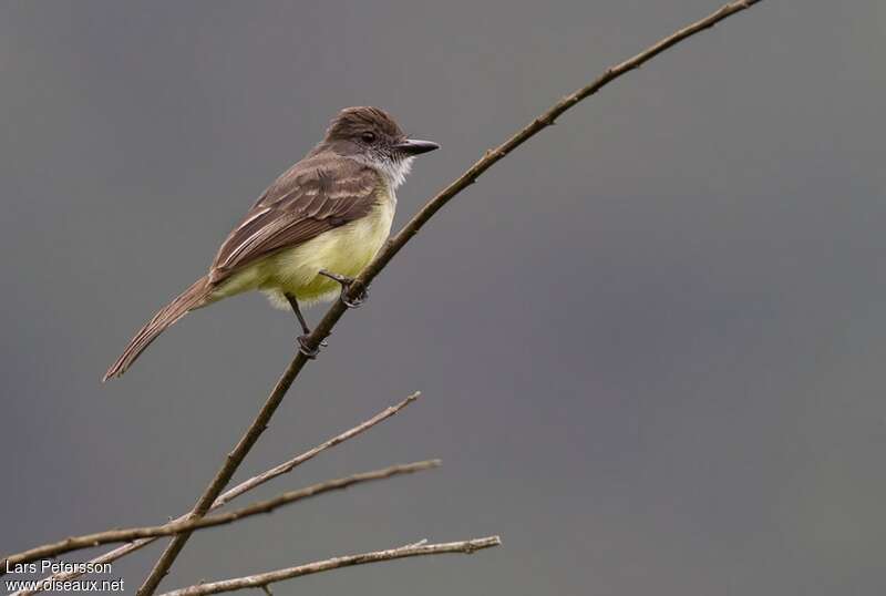 Short-crested Flycatcheradult, identification