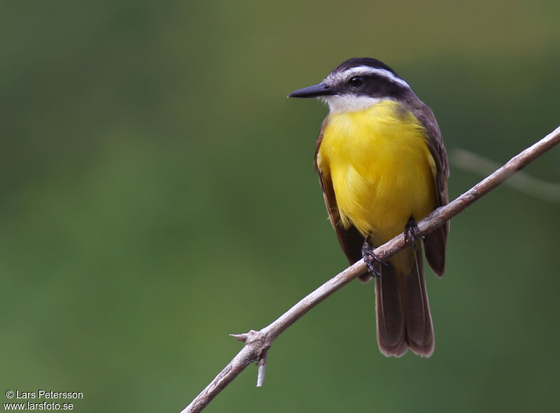 Lesser Kiskadee