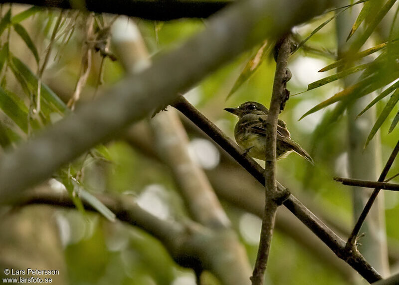 Large-headed Flatbill