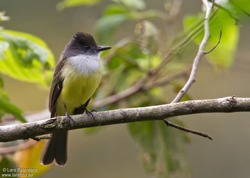 Dusky-capped Flycatcher