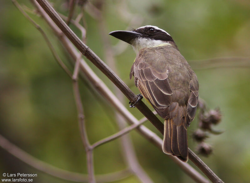 Boat-billed Flycatcher