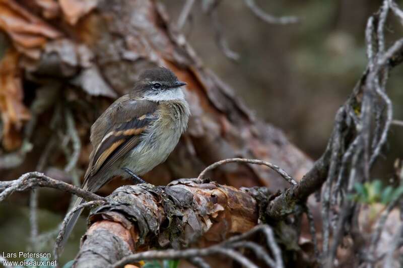 Tyranneau à gorge blancheadulte, identification