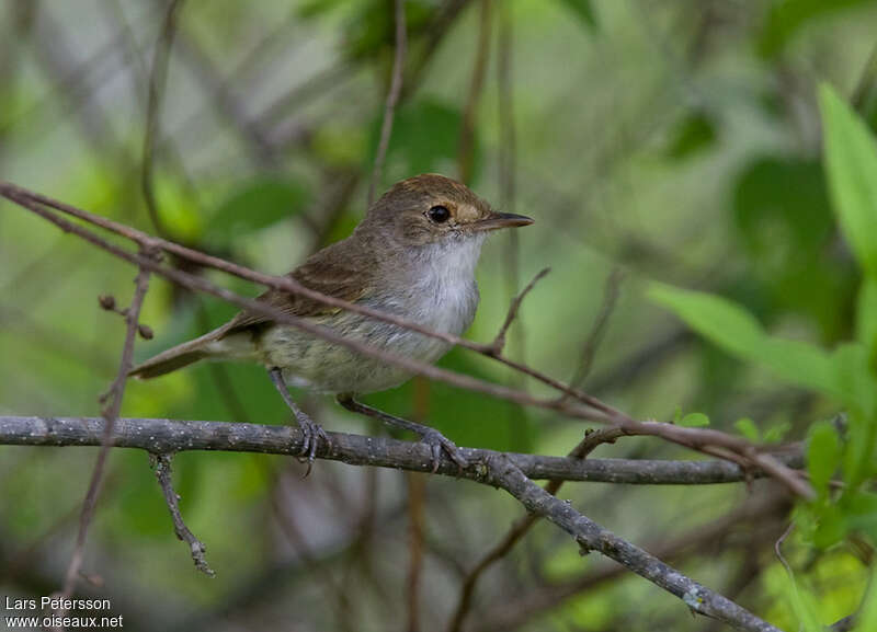 Fulvous-crowned Scrub Tyrantadult, identification