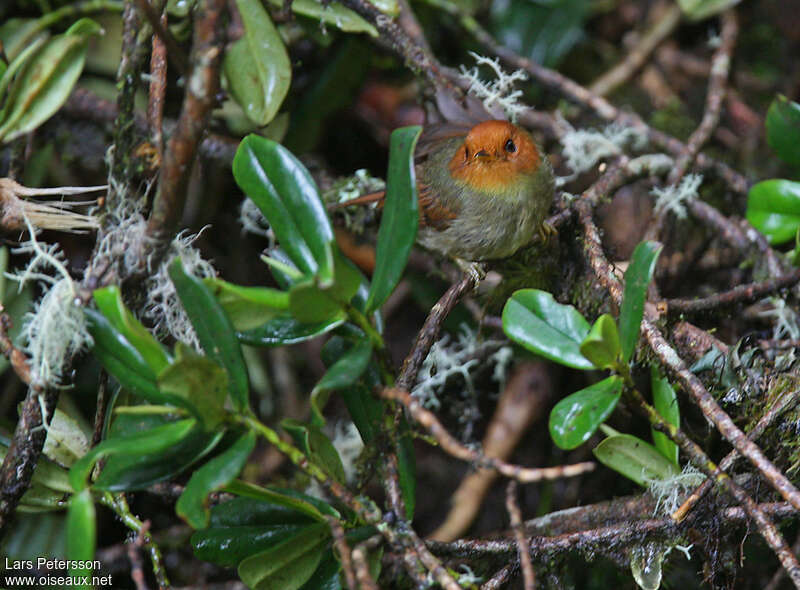 Tyranneau à tête rousse