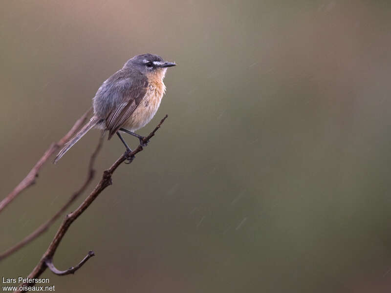 Grey-backed Tachuriadult, identification