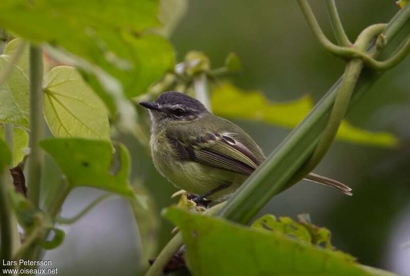 Ecuadorian Tyrannuletadult, identification