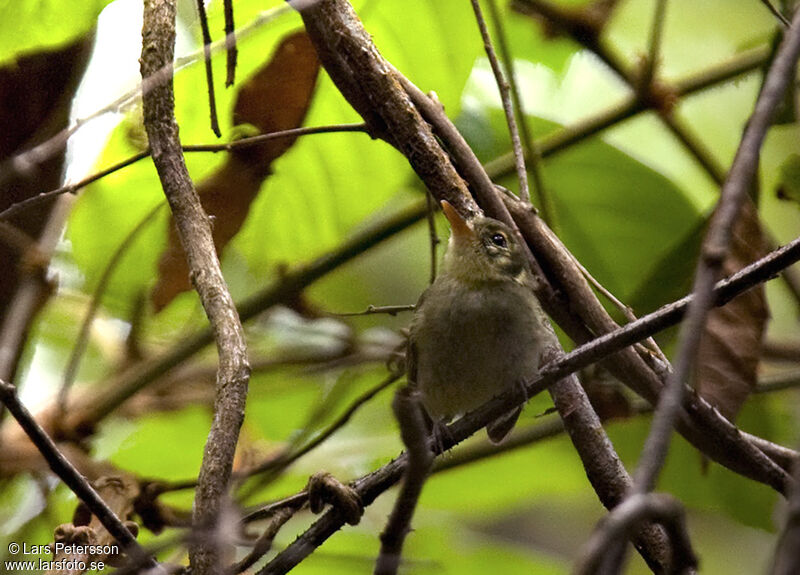 Oustalet's Tyrannulet