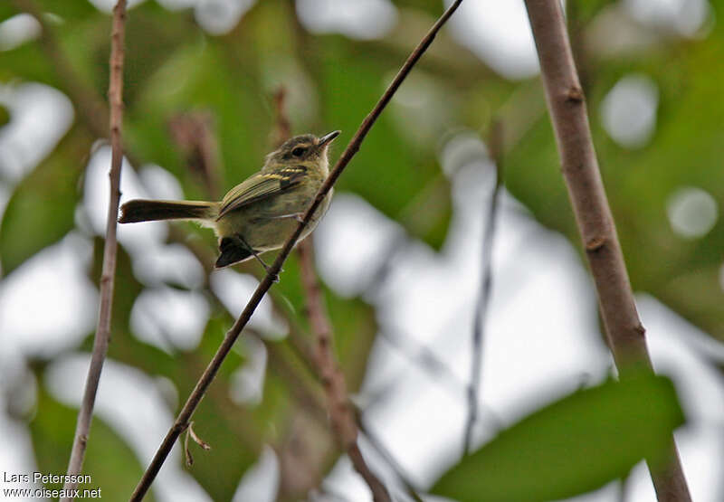 Tyranneau de Beckeradulte