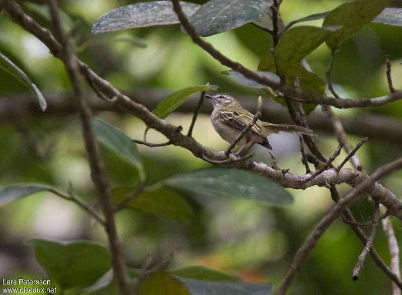 Tyranneau de Ceciliaadulte, identification