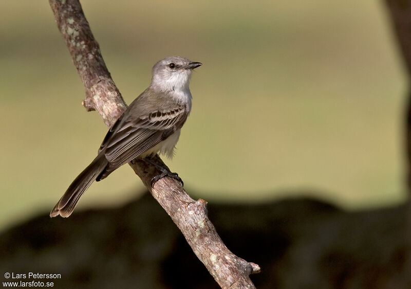 Chapada Flycatcher