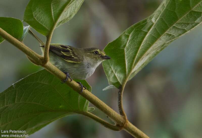 Tyranneau du Chocóadulte, identification