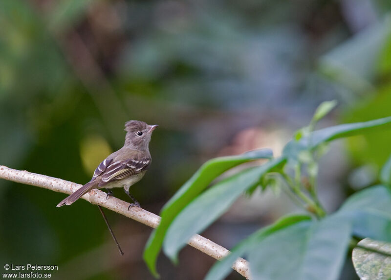 Southern Beardless Tyrannulet