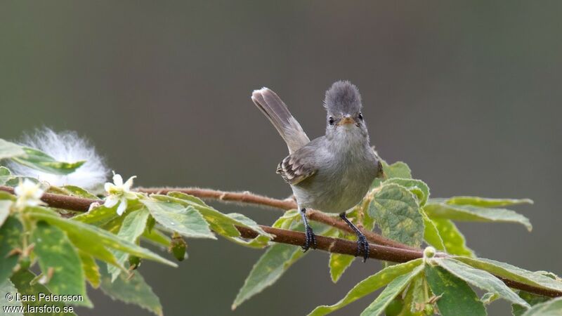 Southern Beardless Tyrannulet