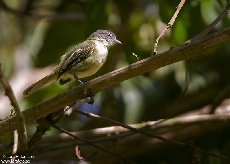 Guianan Tyrannulet