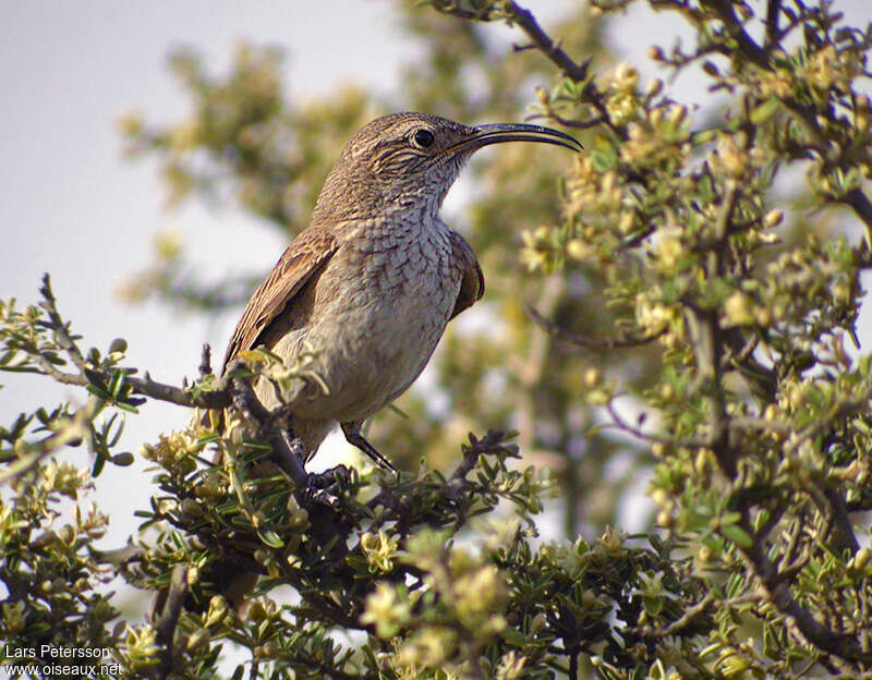 Scale-throated Earthcreeperadult, habitat, pigmentation