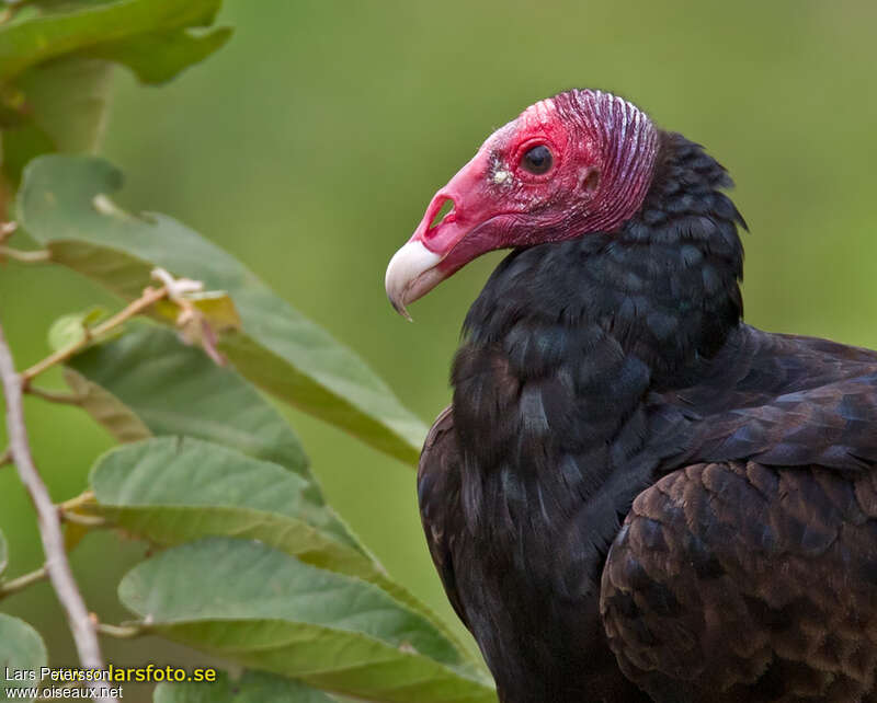 Turkey Vultureadult, close-up portrait