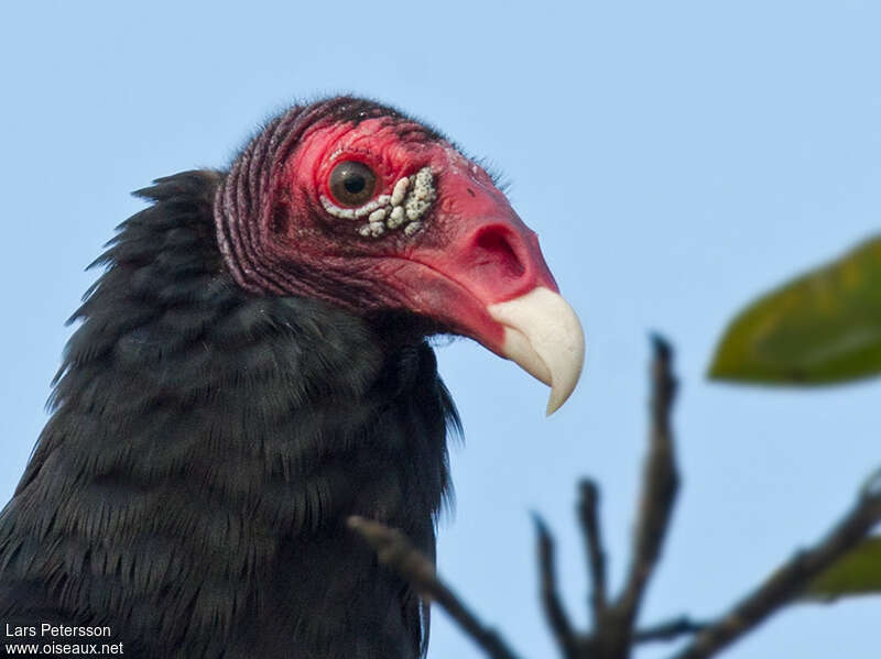 Turkey Vultureadult, close-up portrait