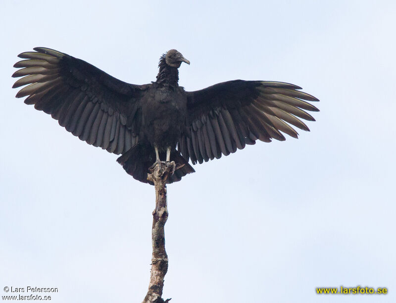 Black Vulture