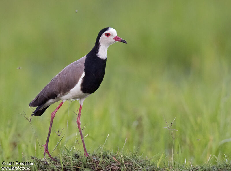 Long-toed Lapwing