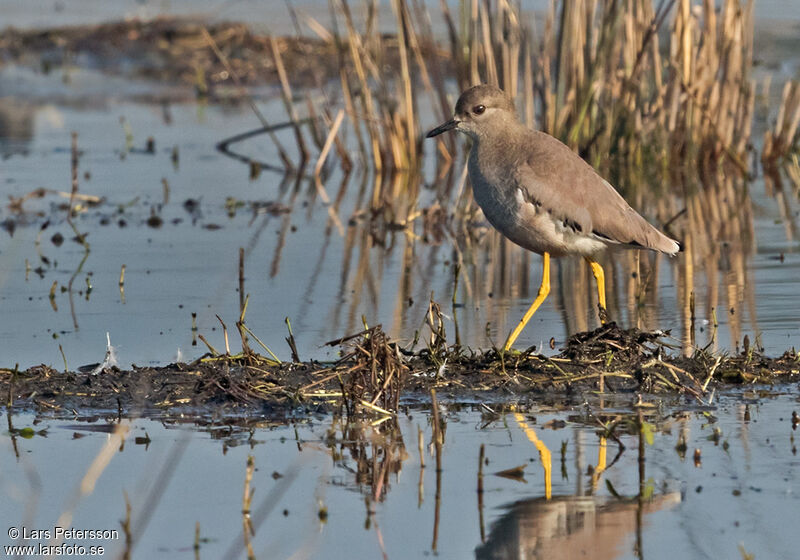 White-tailed Lapwing