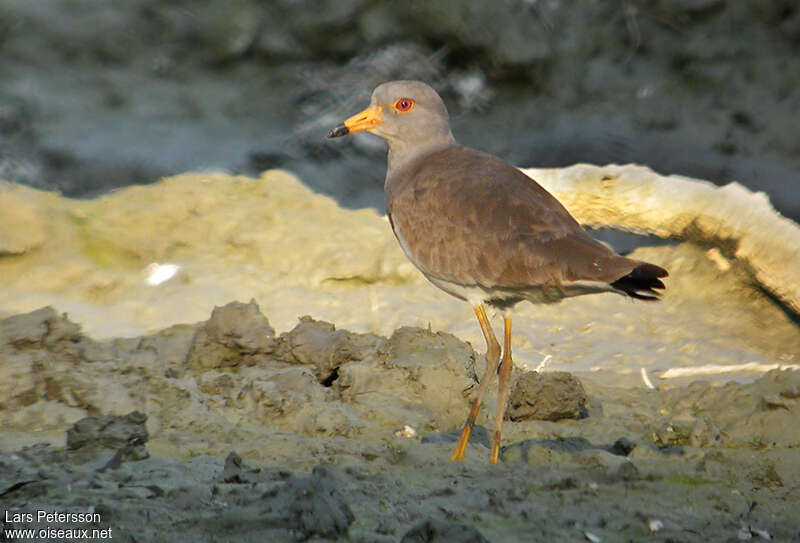 Grey-headed Lapwingadult, identification