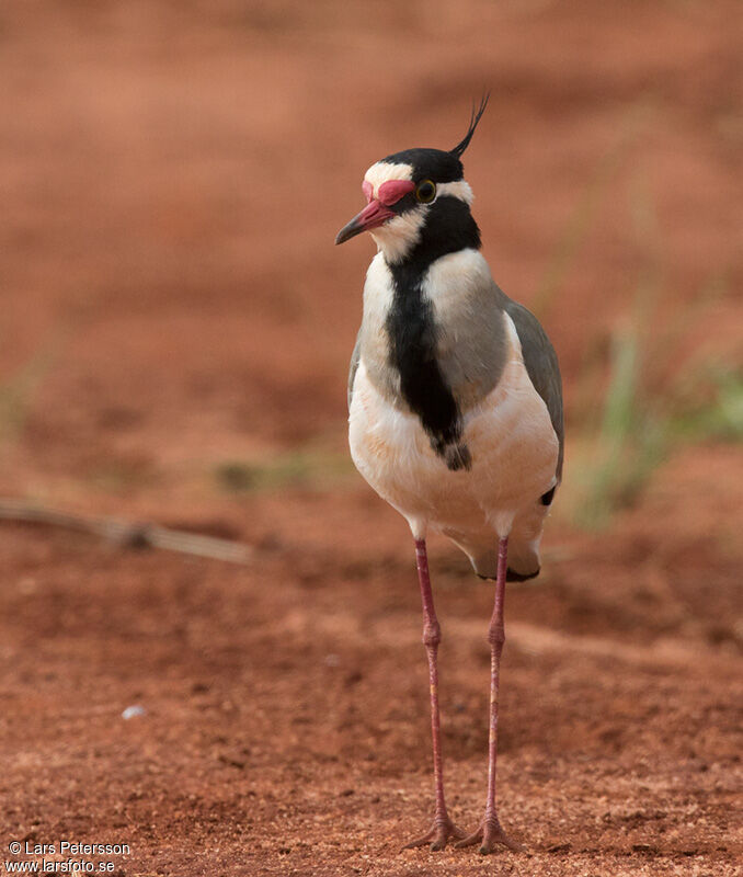 Black-headed Lapwing