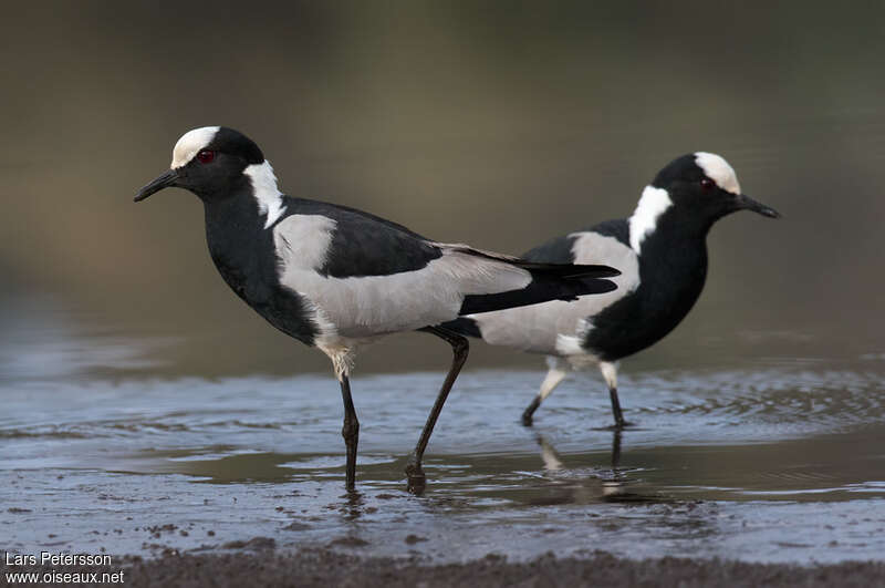 Blacksmith Lapwing, pigmentation