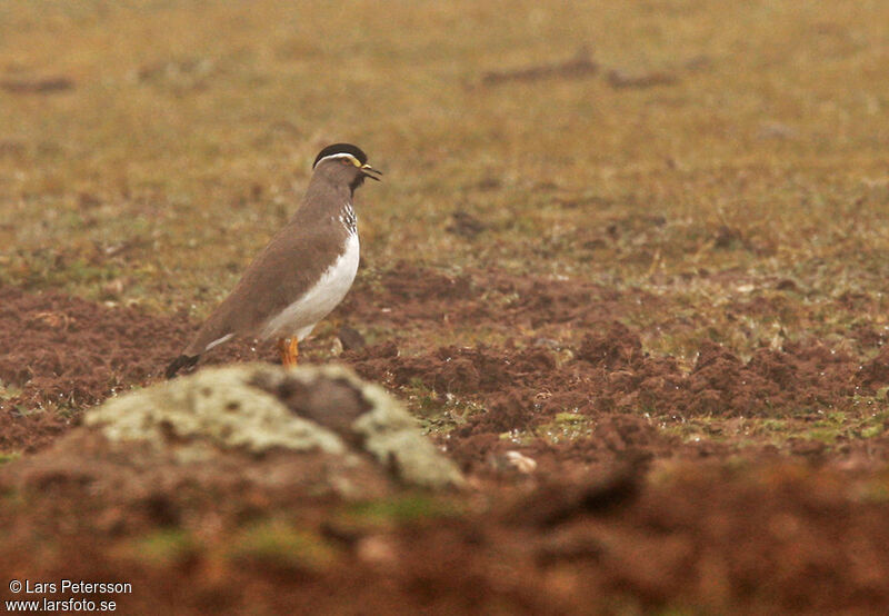 Vanneau d'Abyssinie