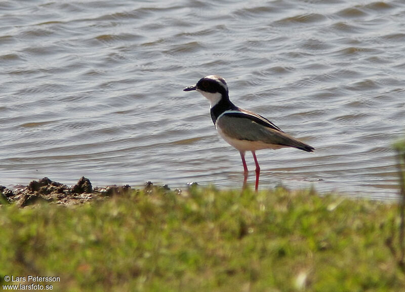 Vanneau de Cayenne