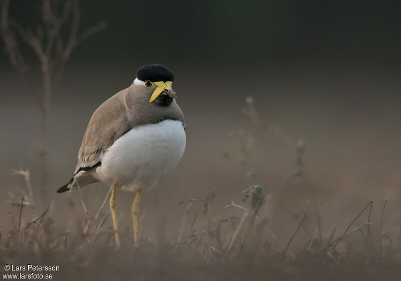 Yellow-wattled Lapwing