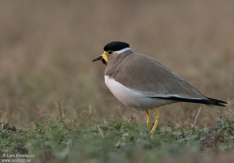 Yellow-wattled Lapwing