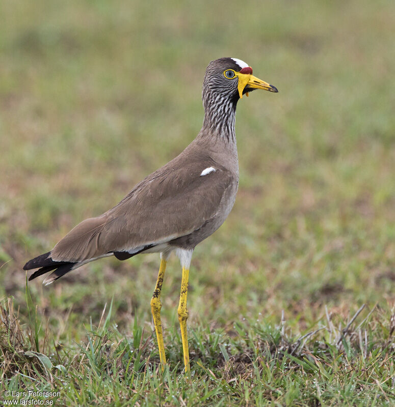 African Wattled Lapwing