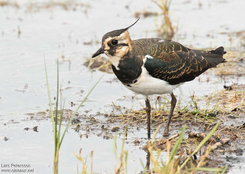 Vanneau huppé1ère année, identification