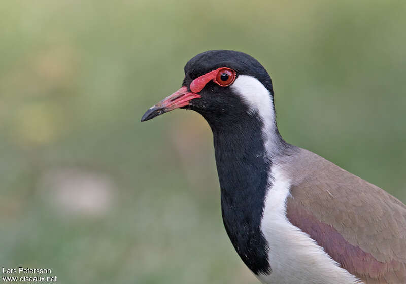 Vanneau indienadulte, portrait